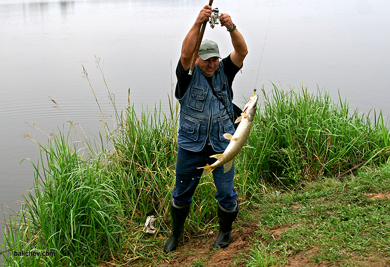 щука на твистер