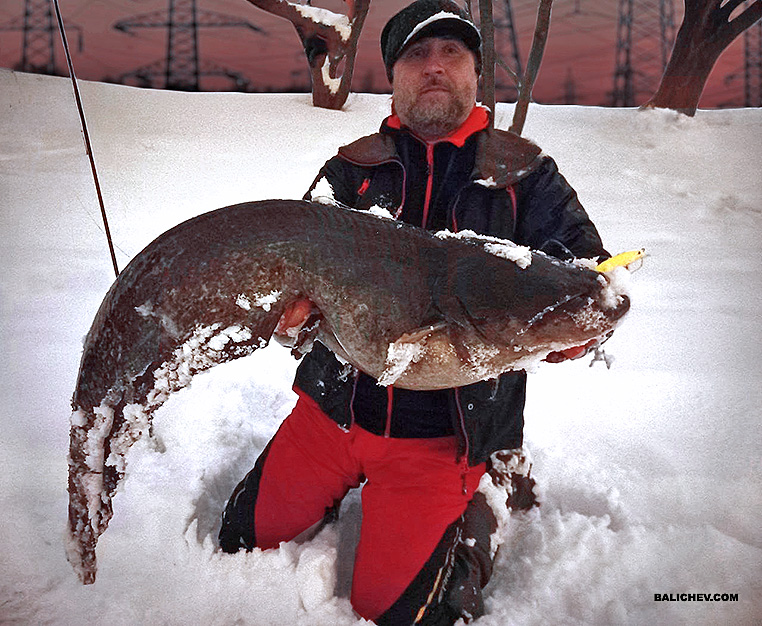 Автор с сомом ловля сома в москве-реке кутищев