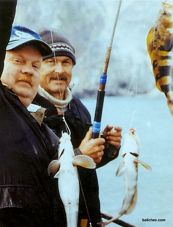 ловля терпуга в отвес