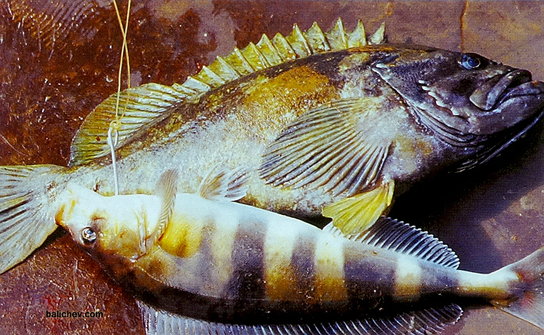 морская рыбалка на камчатке