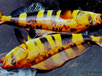 ловля терпуга на камчатке