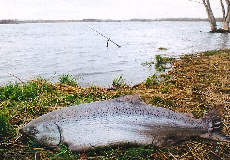 чавыча на камчатке