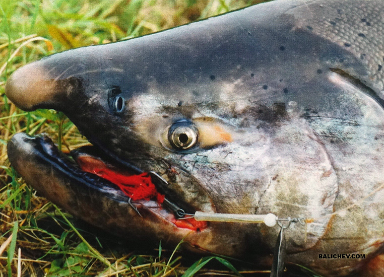 самец чавычи