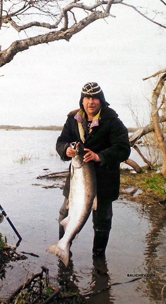 ловля чавычи на камчатке