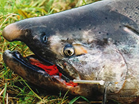 ловля чавычи на камчатке