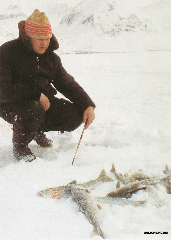 Гольцы авачинское озеро ловля гольца