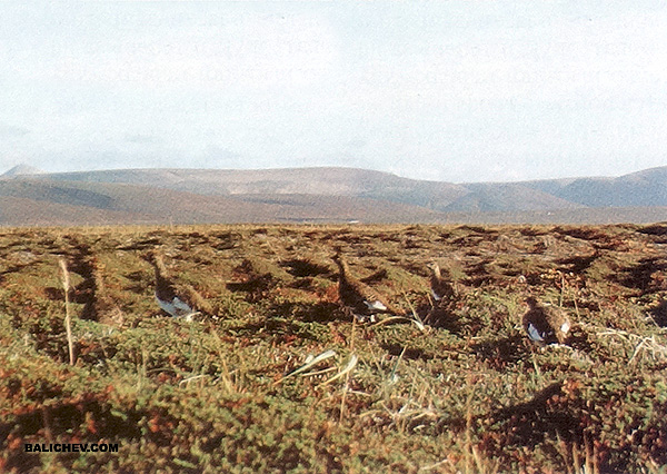 полярные куропатки на острове беринга