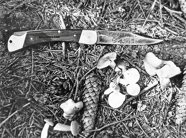 Грибы в ельнике