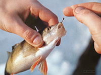 ловля окуня на мормышку зимой