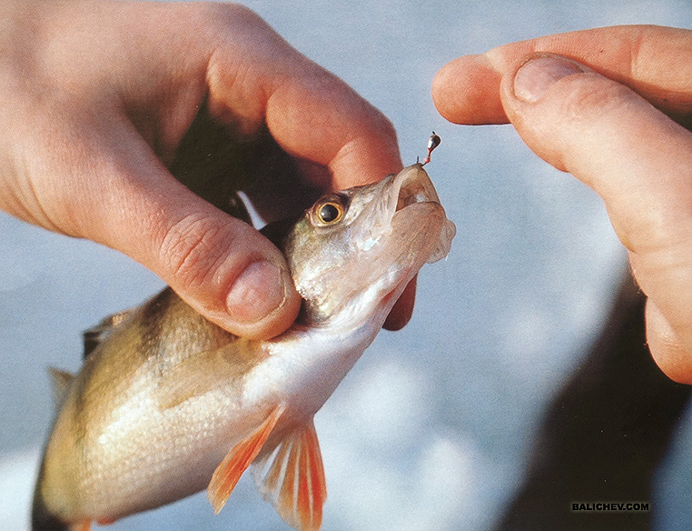 ловля окуня на мормышку зимой
