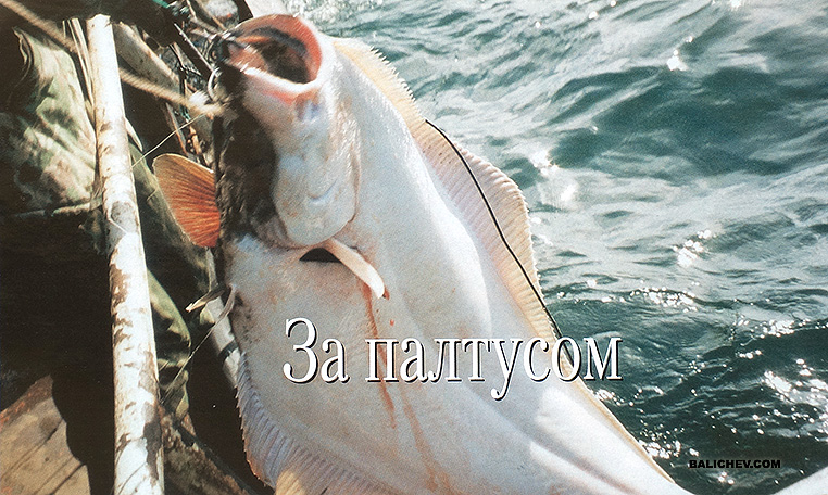 ловля палтуса командорские острова