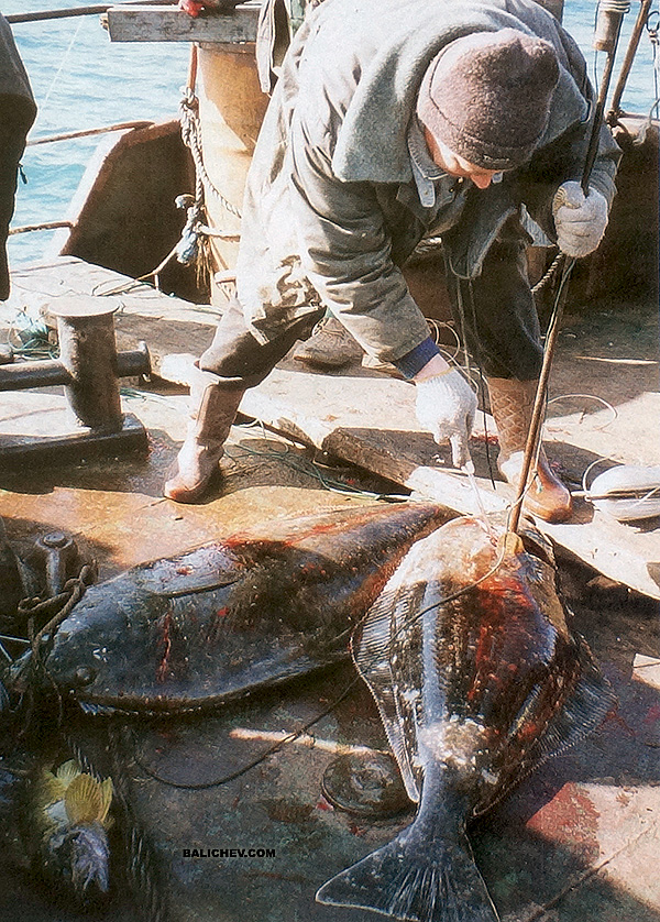ловля палтуса на острове беринга