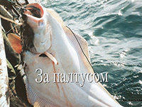 ловля палтуса остров беринга