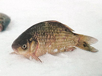 карась зимой со льда